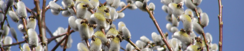 Regionalny Związek Pszczelarzy w Elblągu